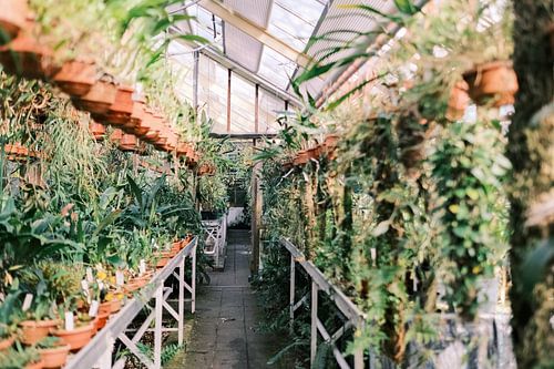 Tafels in botanische tuinkas