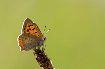 Lesser spotted butterfly by Ronald Mallant