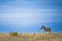 Zebra im Addo Park in Südafrika