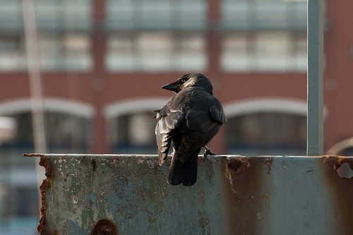 Kraai in Scheveningen