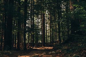 Forêt de Pokljuka