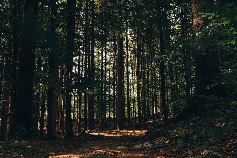 Pokljuka-Wald von Imagination by Mieke
