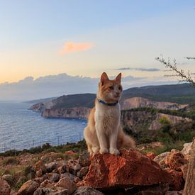 Sonnenuntergang an der Küste der griechischen Insel Zakynthos mit einer Katze von Matthijs de Rooij