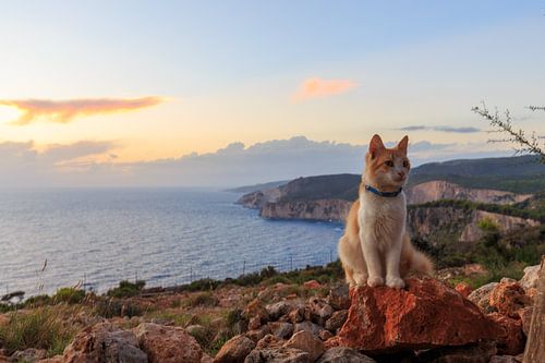 Sonnenuntergang an der Küste der griechischen Insel Zakynthos mit einer Katze