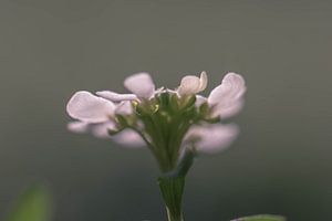 face inférieure d'un iberis sempervirens sur Tania Perneel