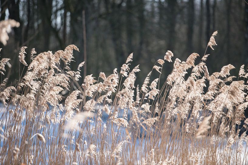 golden plumes by Dick Carlier