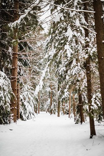 Zeldzaam winters Twents boslandschap | outdoor photography