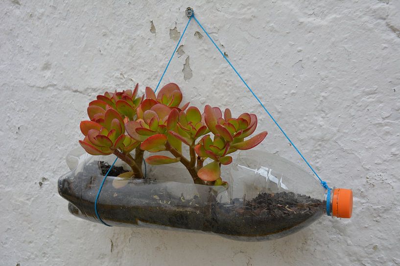 Mini jardin succulent en bouteille sur le mur par My Footprints