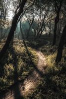 The trail