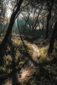 Der Weg