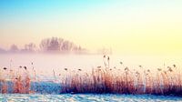 zonnige winter 