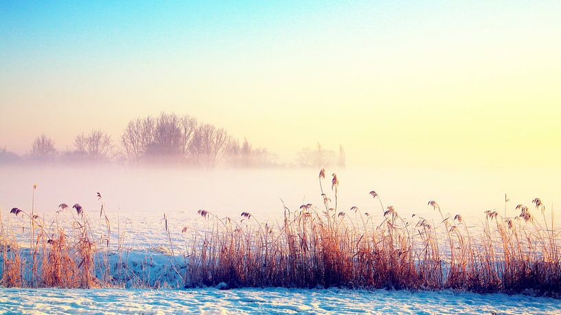zonnige winter  van Marianne Bras