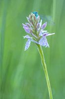 Demoiselle bleue sur une orchidée