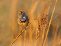 Singing Bluethroat
