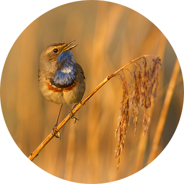 Zingende Blauwborst van Marcel Klootwijk