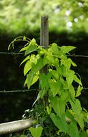 climber against fencing sun in leaf