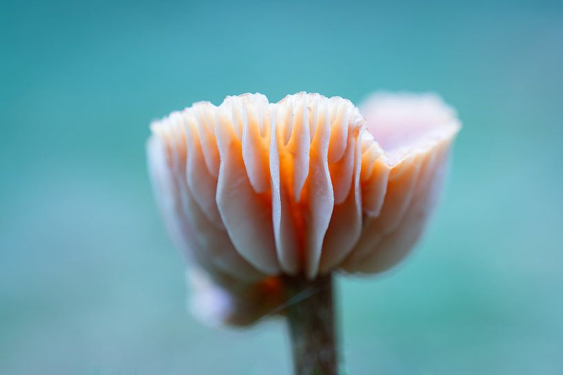 Minimalisme par Erwin Dijkshoorn