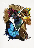Butterflies 4