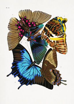 Butterflies 4, Pictufy van 1x