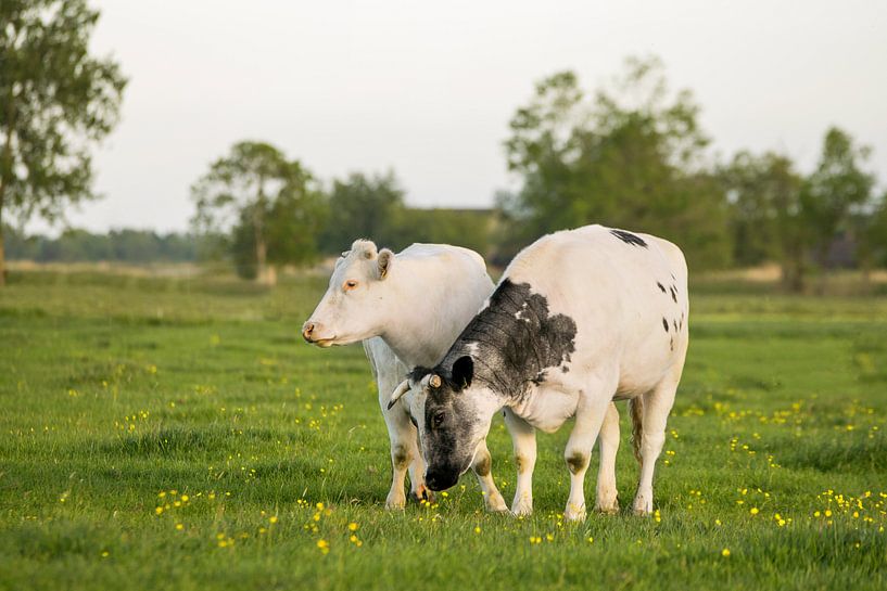 Koeien in het veld met gele boterbloemen in Friesland van Maria-Maaike Dijkstra