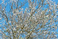 Flowering plum tree
