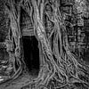 Ta prohm, Angkor Wat by WvH