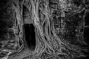 Ta prohm, Angkor Wat sur WvH