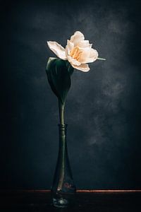 Tulpe von Steffen Gierok