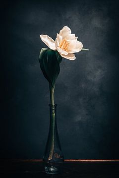 Tulipe sur Steffen Gierok