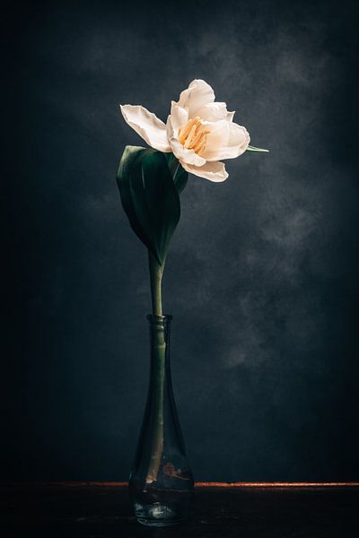 Tulip by Steffen Gierok