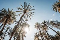 Palmen in Sonnenstrahlen Tropisches Lichtspiel