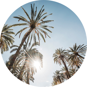 Palmbomen in Zonnestralen Tropisch Lichtspel