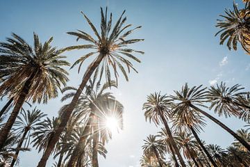 Palmen in Sonnenstrahlen Tropisches Lichtspiel von Femke Ketelaar