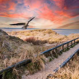 Dunes sur la côte de la mer du Nord avec une mouette sur Animaflora PicsStock