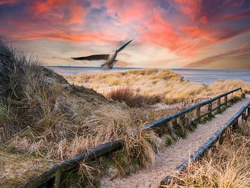 Dünen an der Nordseeküste mit Möwe