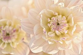 Soft bloom by Yvette Moeskops