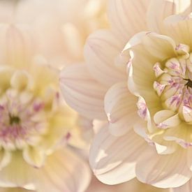 Weiche Blüte von Yvette Moeskops