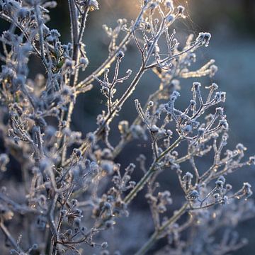 Magisch licht, ijskoude ochtend van Imladris Images