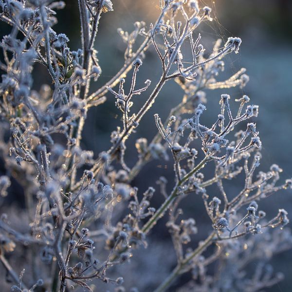 Magisches Licht, Frostiger Morgen von Imladris Images