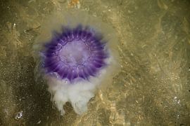 Blauwe kwal in zee by Abra van Vossen