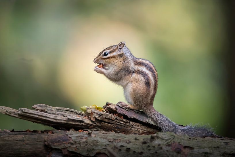 ground squirrel by Hester Goeman
