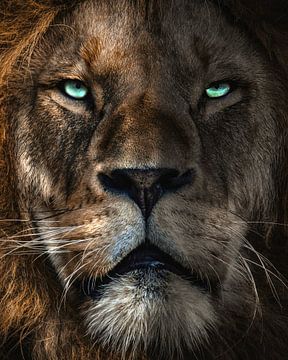 through the eyes of a lion