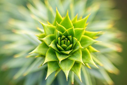 Macro of an araucaria with sharp details