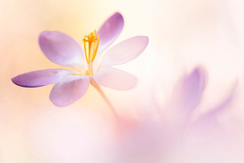 Beautiful Crocus by Bob Daalder
