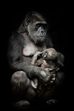 Gorilla-Affenmutter (oder ihre Schwester) stillt ihr kleines Baby, süße Szene. isolierter schwarzer  von Michael Semenov