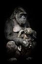 Mère singe gorille (ou sa soeur) allaite son petit bébé, scène mignonne. fond noir isolé. par Michael Semenov Aperçu