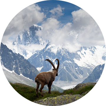 Steenbok Mont Blanc massief van Menno Boermans