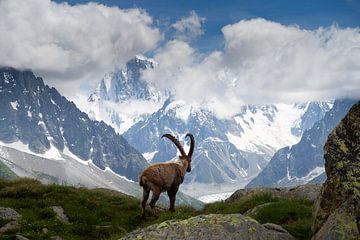 Steinbock Mont Blanc massiv