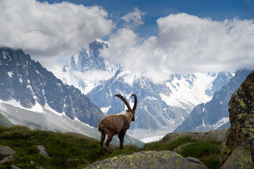 Steinbock Mont Blanc massiv von Menno Boermans