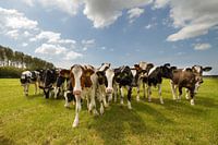 Cows in the meadow